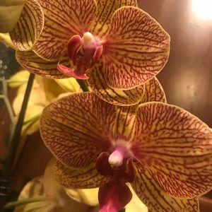 Meet your Posher, Lily
